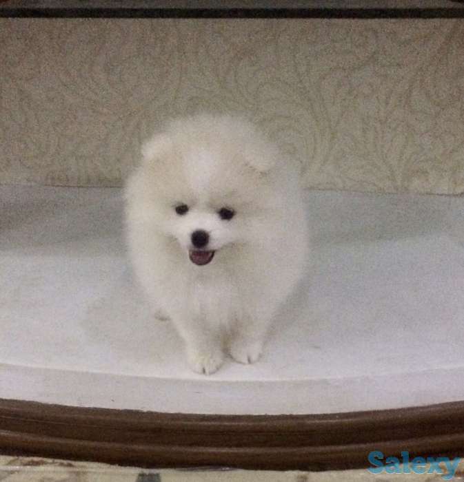 Продаются Шпицы, фотография 4