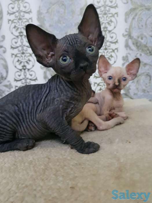 Чудесные котята канадского сфинкса, фотография 2