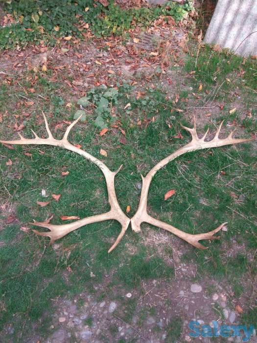 Продам сувенирные рога изобилия, рога оленя, часы с боем, пластинки, марки почтовые разные., фотография 3