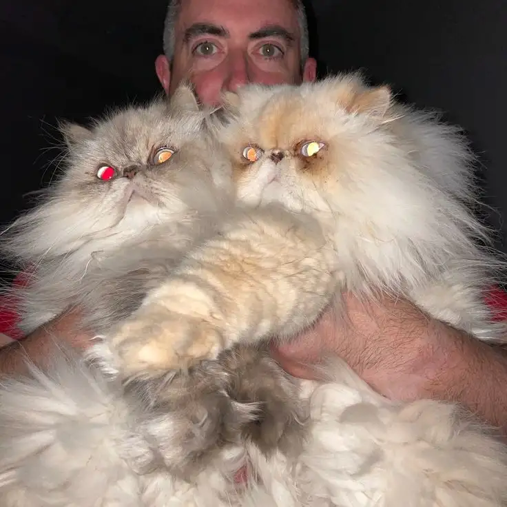 Персидский манчикин, фотография 1