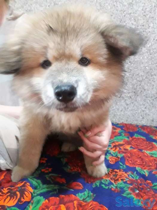 Акита от чемпиона, фотография 5