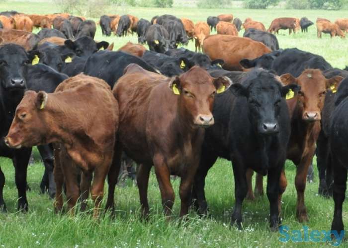 Быки, телки с России, фотография 1