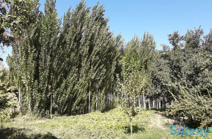 Продам Дачу, Ташкентская область, фотография 5