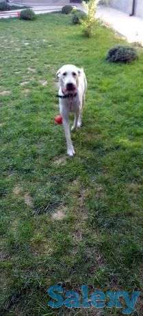 Чистокровный лабрадор с дальней отслежкой, фотография 1