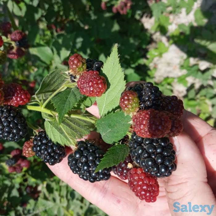 Саженцы Ежевики без колючек -  тиконсиз Ежевика кўчатлари, фотография 3