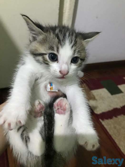 Бенгальские котята, фотография 2