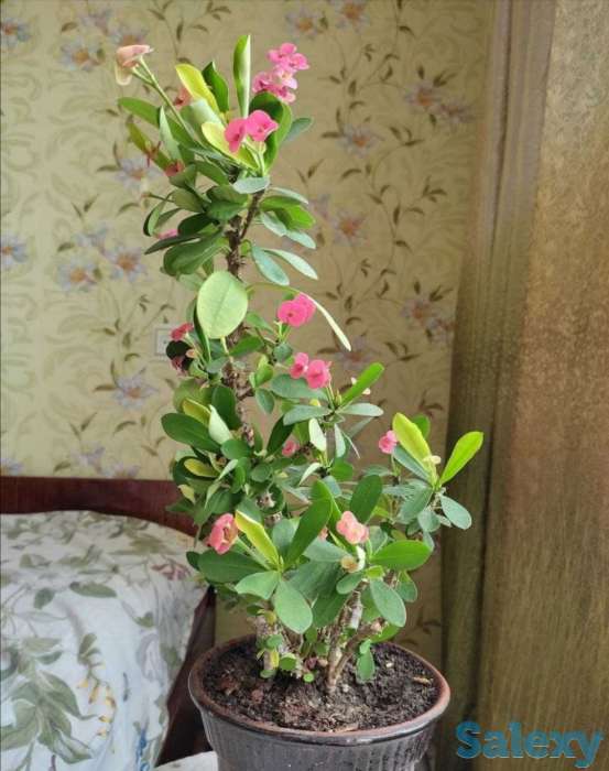 Комнатные растения на любой вкус!, фотография 8