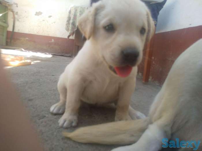 щенки лабрадора, фотография 1