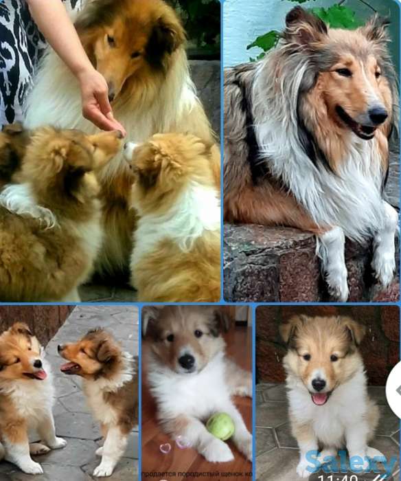 Продам щенков колли, фотография 1