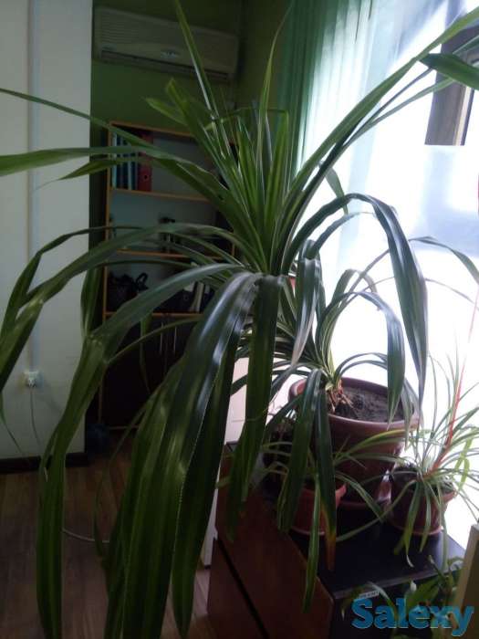 Продам цветок, фотография 2