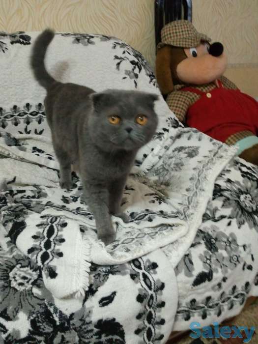 продам вислоухого кота, фотография 1