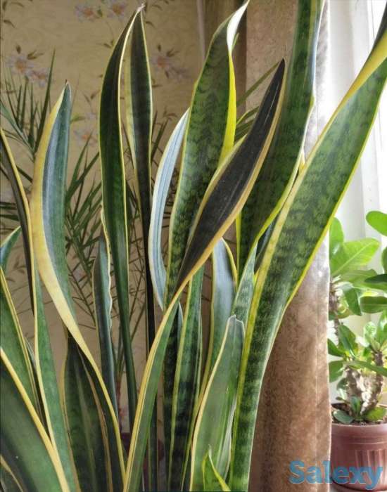 Комнатные растения на любой вкус!, фотография 10