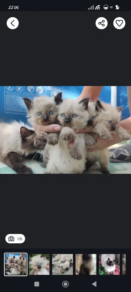 Продаются Сиамские котята, фотография 1