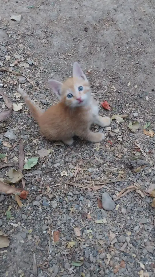 Котята в добрые руки, фотография 2