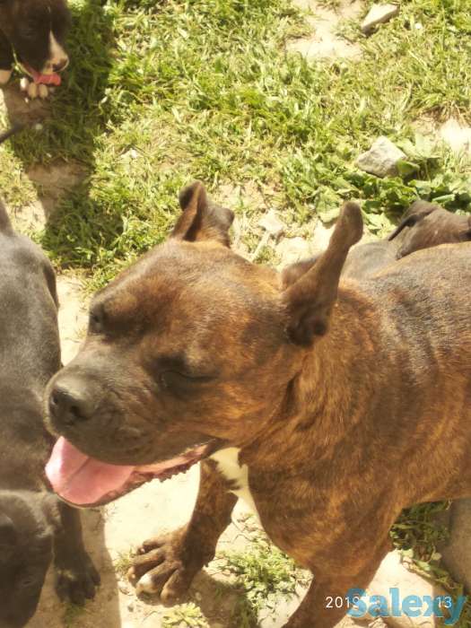 Стаффордширский терьер, фотография 2