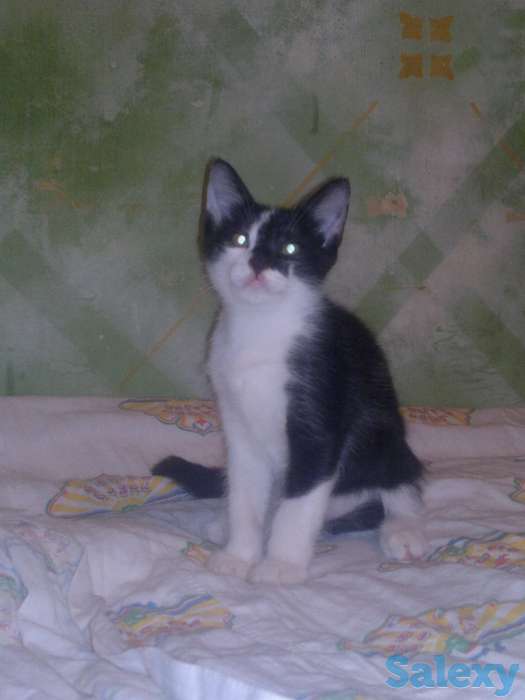 Отдам котят в хорошие руки, фотография 4