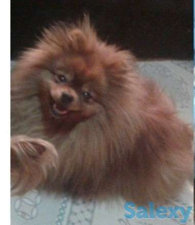 Померанский шпиц, фотография 4