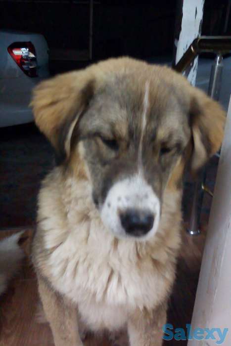 ищу добрые руки для собак, фотография 4