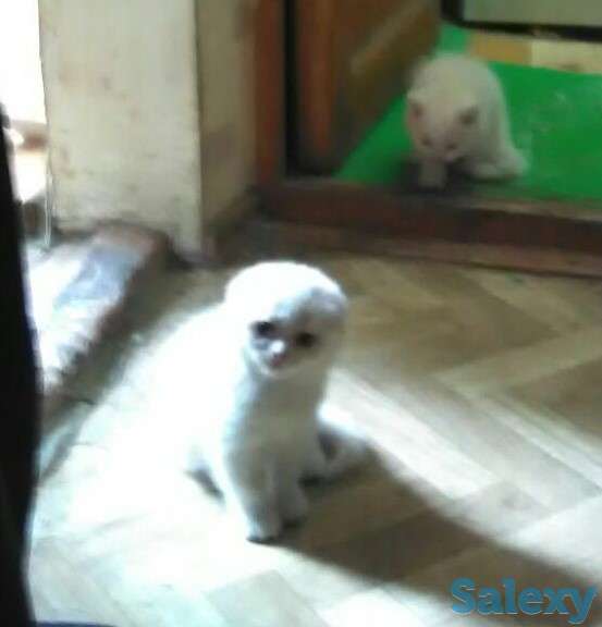 Продам котят возраст 1 месяц, фотография 1