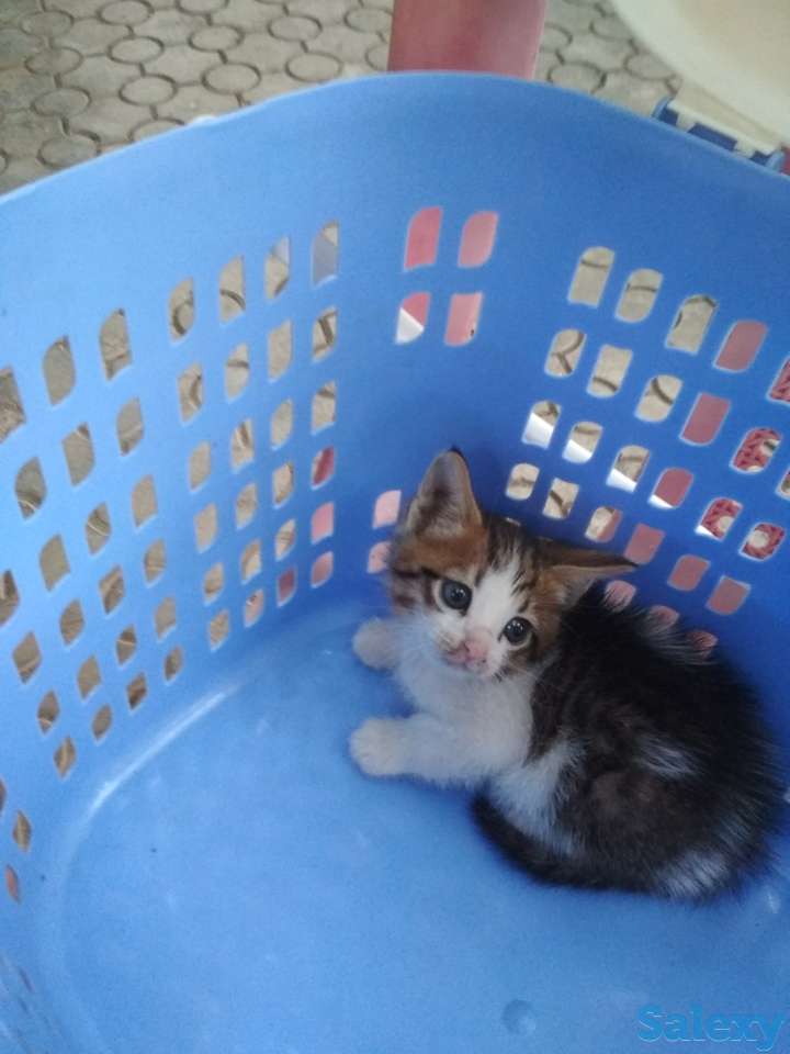 Отдам котенка в хорошие руки, фотография 3