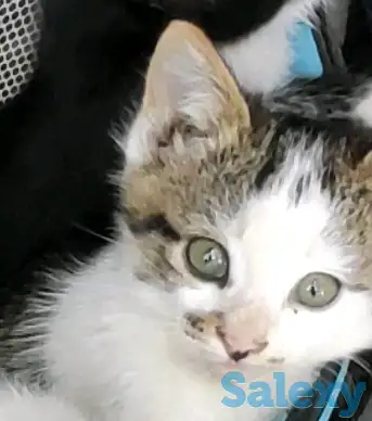 Отдаем котят в хорошие руки, фотография 1