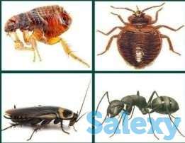 Дезинфекция, Уничтожение всех видов насекомых, клопов, тараканов, фотография 1
