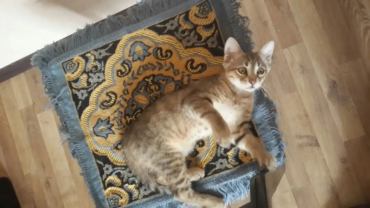 Котята 4 штуки., фотография 4