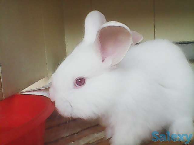 Белые пушистые крольчата, фотография 2