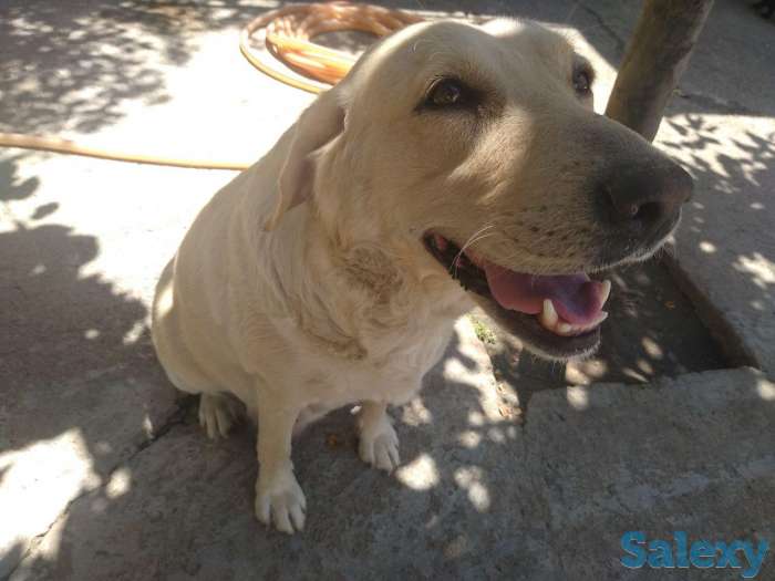 щенки лабрадора, фотография 6