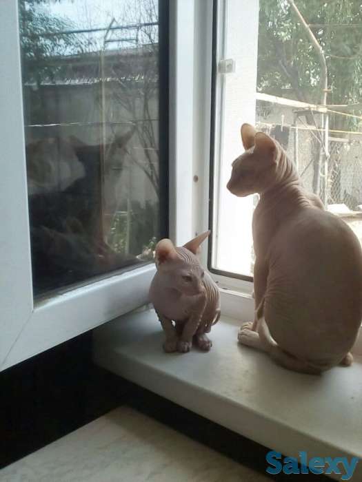 Элитные котята Канадского сфинкса, фотография 2