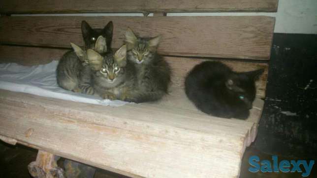 Отдам котят в хорошие руки, фотография 1