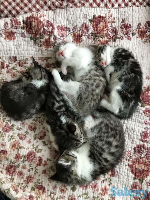 Бенгальские котята, фотография 4