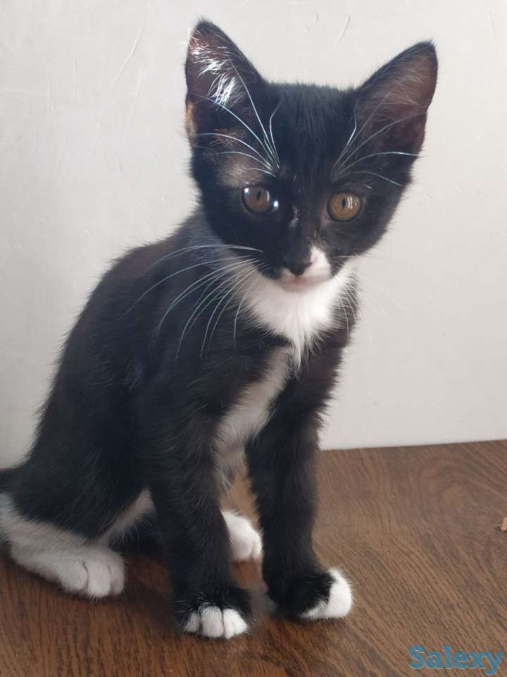 Отдам котят в хорошие руки, фотография 1