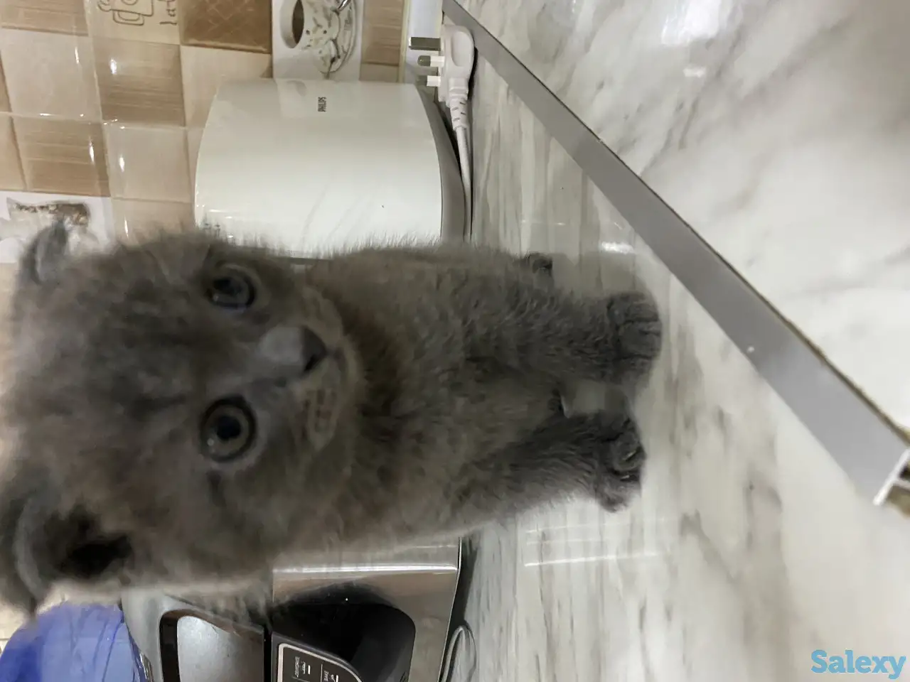 Продаётся Скоттиш-фолд котёнок, фотография 4