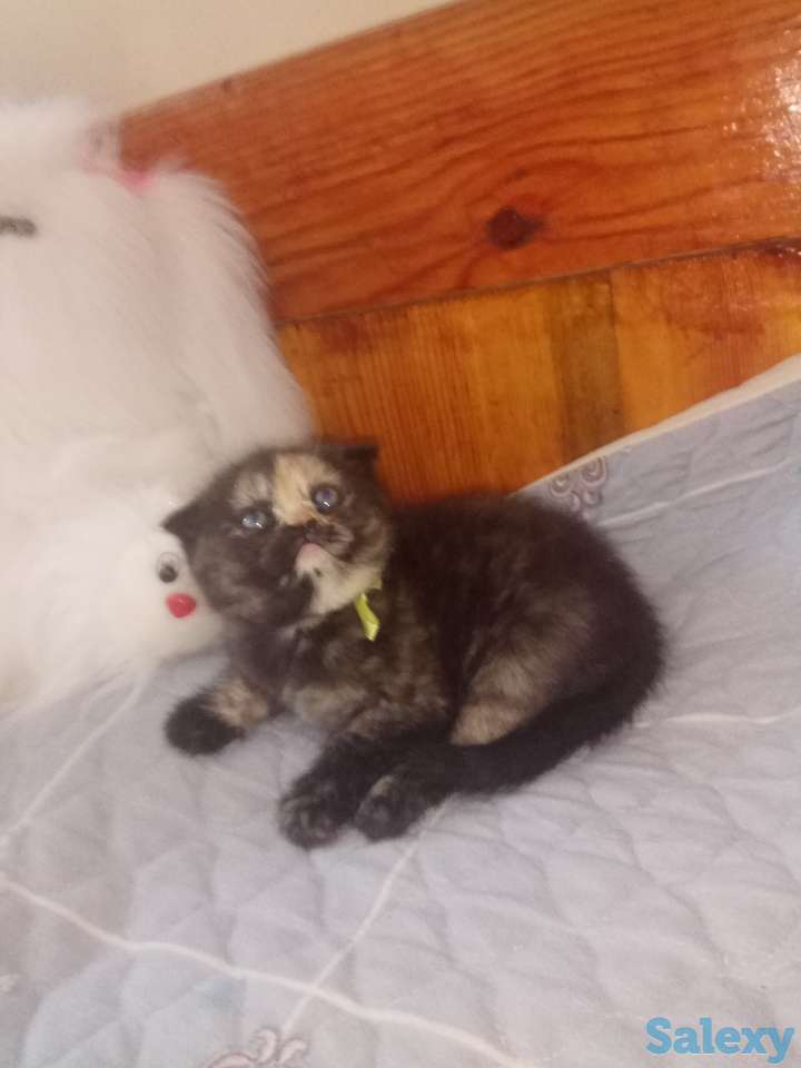 Породистые шотландские котята, фотография 2