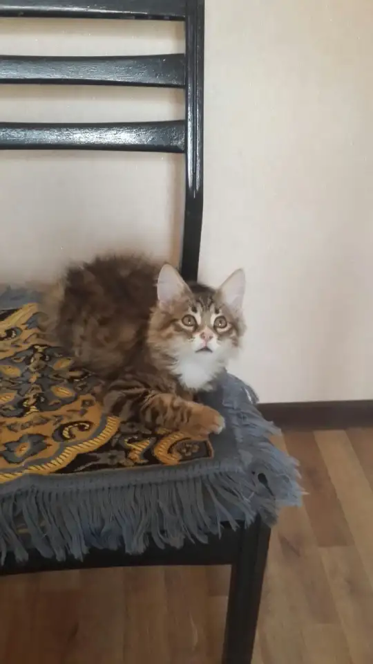 Котята 4 штуки., фотография 1