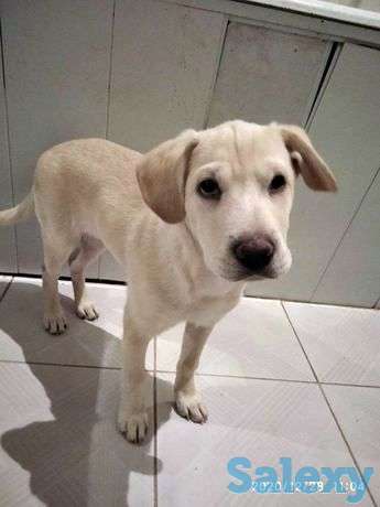 Лабрадор ритривер, фотография 1