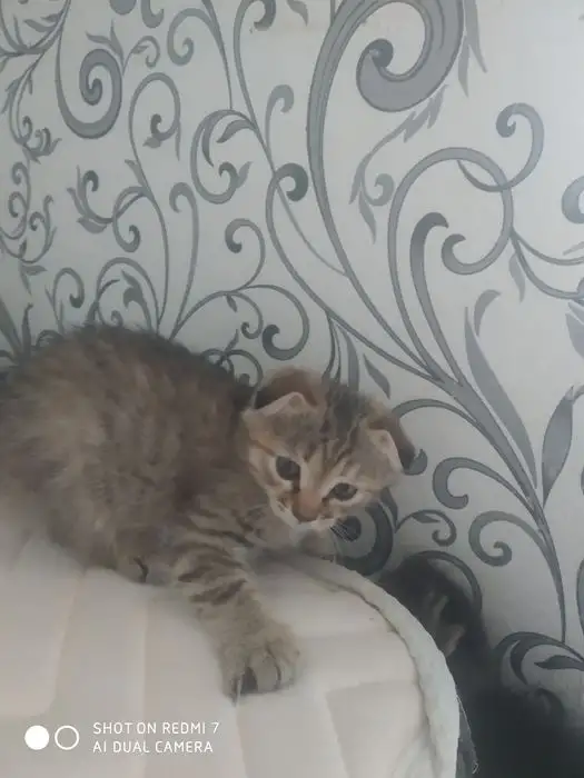 Котята, фотография 6