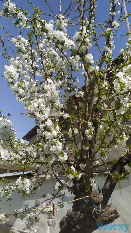 Продаю дом на участке 3,5 сот. в Ташкенте, фотография 10