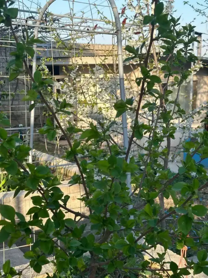 Продам свой дом-дачу в Яшнабадском районе!135 000, Яшнабадский район, фотография 1