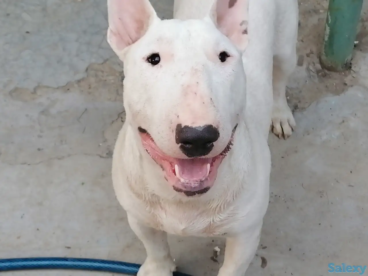 Бультерьер, фотография 1