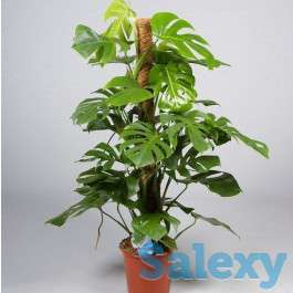 Опоры для растений, фотография 3