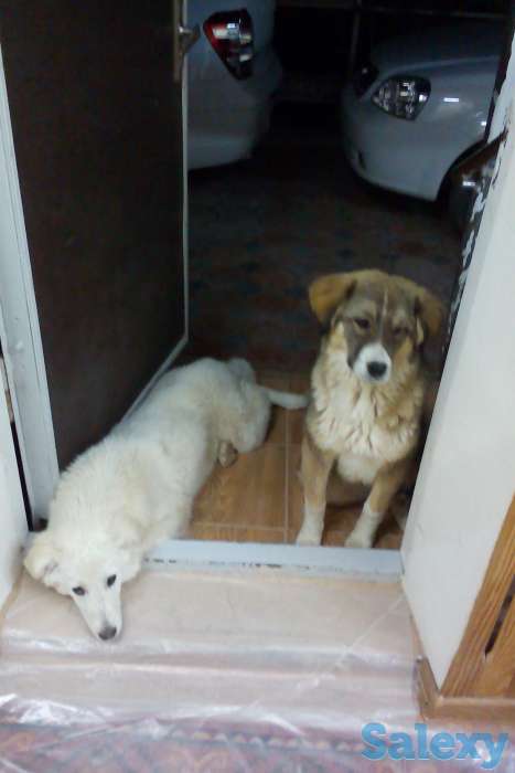 ищу добрые руки для собак, фотография 3