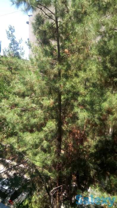 3-х комнатная квартира в центре Ташкента, 5-й проезд Садыка Азимова, 1, фотография 11