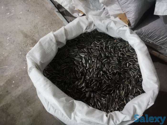 Мега семечки, фотография 1