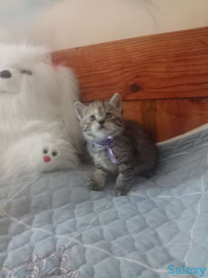 Породистые шотландские котята, фотография 5