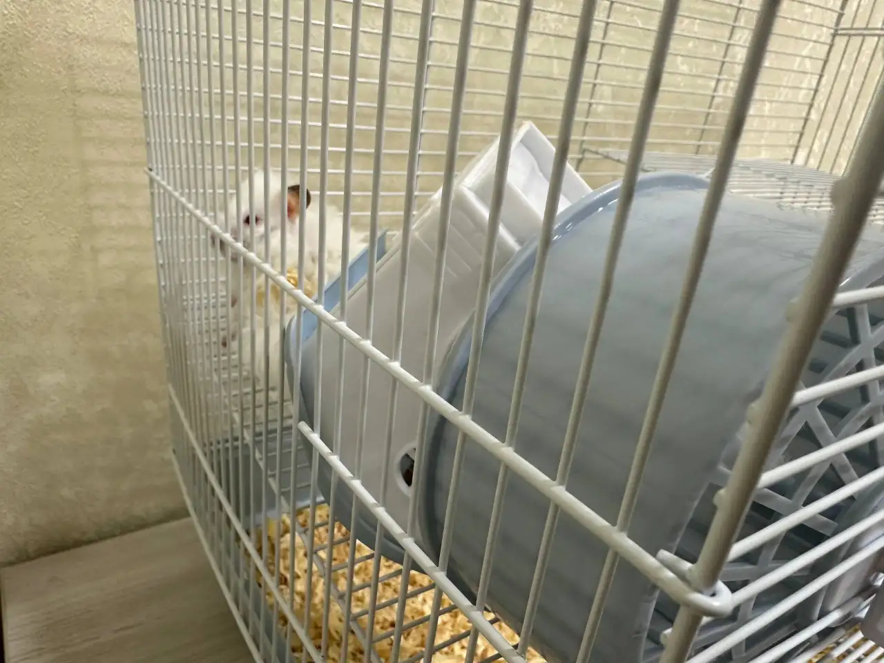 Продается хомяк, фотография 4