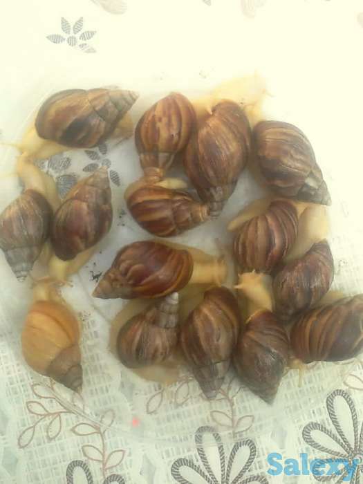 Продаются улитки., фотография 3