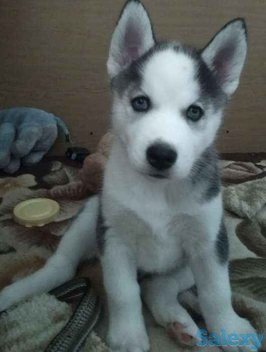 Щенки Сибирской Хаски, фотография 5