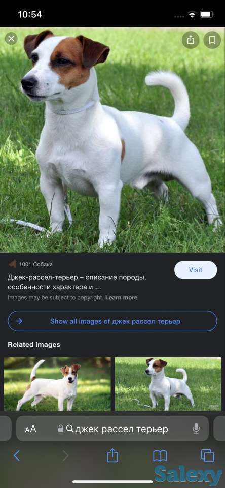 Купим Щенока кабеля породы Джек Рассел терьер, фотография 1